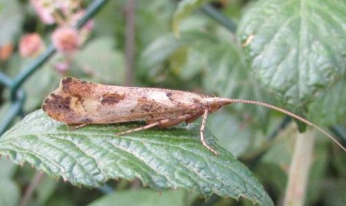 Glyphotaelius pellucidus